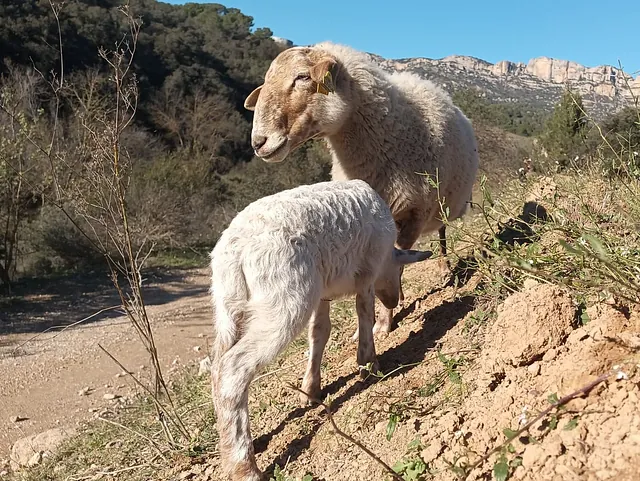 Labrama zonas verdes